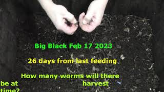 big black 26 day interval How many worms are in this bin