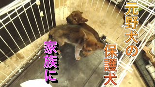 野犬の子犬を家族に迎えた日