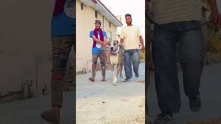 Kaintha Pakistani bully #dog #doglover #pakistan #pakistanibully #pakistanibully 🏁