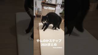 #やんのかステップ 2024まとめ #猫 #cat