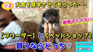 【ブリーダー】さんの犬舎はこんなところだった【ポメラニアン】【フレンチブルドッグ】【子犬】