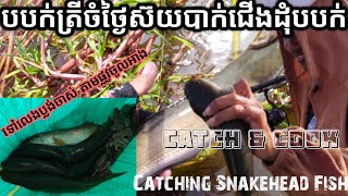 Catching Snakehead fish ទៅប្លង់ចាស់បាក់ជើងម៉ាស៊ីន