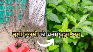 तुलसी के पौधे को हरा-भरा रखने के 4 आसान टिप्स @Voiceofplant @chalobagwanikare