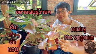 ขยายพันธุ์ออมชมพูง่ายๆ Pink syngonium ไม้น่าสะสม ราคาน่าคบ | CHID CHOM CHANNEL