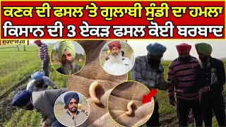 Gurdaspur News ਕਣਕ ਦੀ ਫਸਲ 'ਤੇ ਗੁਲਾਬੀ ਸੁੰਡੀ ਦਾ ਹਮਲਾ, ਕਿਸਾਨ ਦੀ 3 ਏਕੜ ਫਸਲ ਕੋਈ ਬਰਬਾਦ | India news punjab