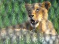 Lions at Seneca Park Zoo