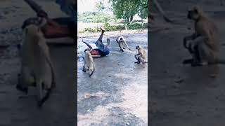 #Monkeys playing with man#Youtube shorts#