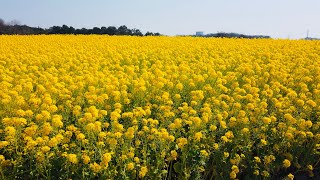 【4K】Canola Flower Field Walking Tour (菜の花) Aichi Farm, Japan | #ASMR