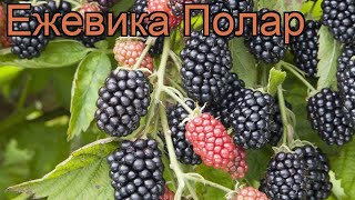 Ежевика обыкновенная Полар (rubus fruticosa) 🌿 ежевика Полар обзор: как сажать саженцы ежевики Полар