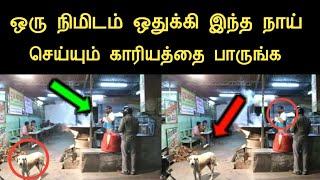 ஒரு நிமிடம் ஒதுக்கி இந்த நாயின் வீடியோவை பாருங்க நீங்களே ஆச்சரியப்படுவீங்க | ninaivugal