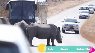 Angry Rhino Bull Attack Cars In Kruger National Park I The Rhino Traffic Jam