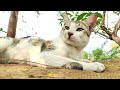 cat relaxing nature sound | dhavu's cats video 21