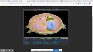How to Navigate Cells Alive Website