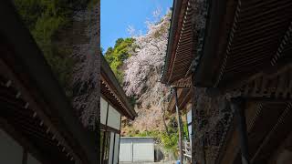 20240331山梨県身延町　身延山本行坊敷地内に咲く桜#山梨県身延町#身延山#本行坊#2024桜