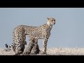 The Wild Sides | Terra Mater Studios (Official Trailer)