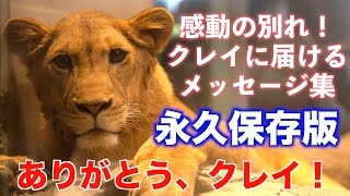 ライオンのクレイ、砥部動物園へ帰還！　みんなからのメッセージ 　完全保存版　#円山動物園 #lion #クレイ