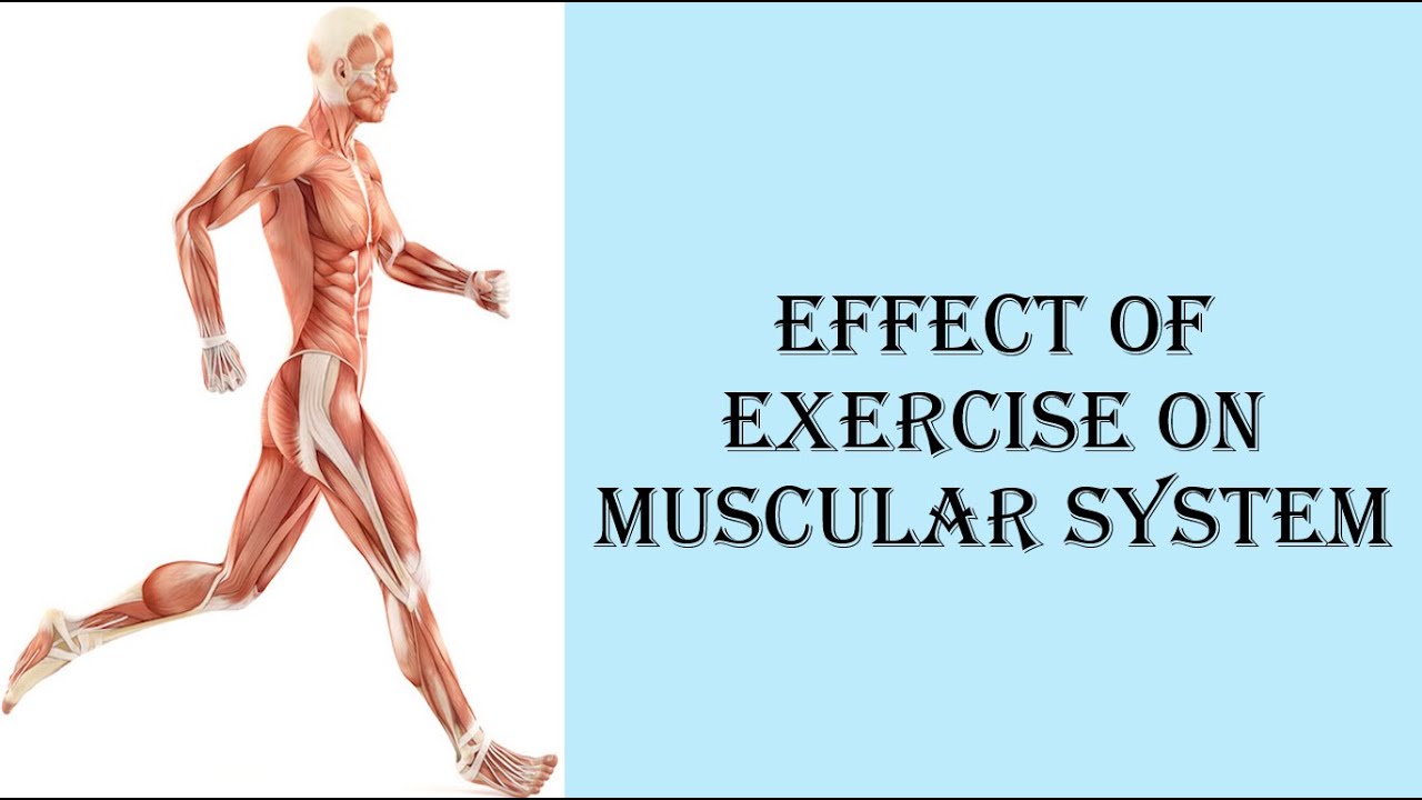 Effect Of Exercise On Muscular System I Short And Long Term Effects Of ...