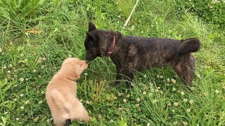 バン(ゴールデンレトリバー子犬)とテツ(甲斐犬大人)が出会った頃と今。#goldenretriever #甲斐犬 #優しい対応