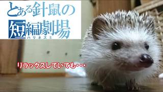 【ハリネズミ】ペロの短編劇場①～リラックスしていても…～