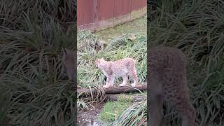 European Lynx Exploring Territory In GaiaZoo Kerkrade.