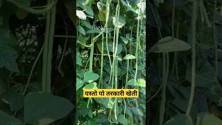 यस्तो पो तरकारी खेती गर्ने तरिका 😍😍 | Vegetable Farming #agriculture #viralvideo #viralshort