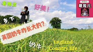 英国乡下的奶牛原来是这样长大的！英格兰乡村美如画。England country side, England country life