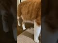 「シャー 」みたいに「ニャー 」と鳴く猫。　 shorts funny meow