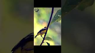 ফটিকজল (Common Iora) || Story inside Frame ||