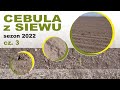 Cebula z siewu sezon 2022 cz. 3