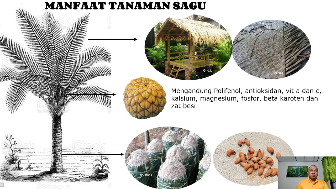 Mengenal Tanaman Sagu Dan Manfaatnya ! - YouTube