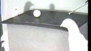 BF Skinner Foundation - Pigeon Ping Pong Clip