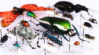 Insect Collections: Why?