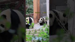 润润小狗带着她的三狗狗和四狗狗出门炸街啦！ #panda #大熊猫园润-#大熊猫润泽润洋