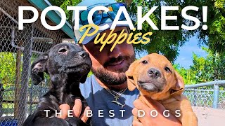 The Bahamas' Cutest Secret! | POTCAKE DOGS