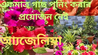 প্রূনিং ভুলে ও করবেন না আ্যজিলিয়া গাছে। গ্রীষ্ম বর্ষাকালে শেডে রাখুন আ্যজেলিয়া। সেপ্টেম্বরে খাবার