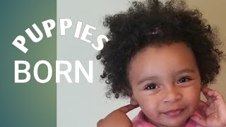 TODDLER REACTION PUPPIES BORN Pomeranian #shorts