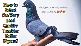 தரமான கர்ண புறாவை கையில் தொடாமலே தேர்வு செய்வது எப்படி ? Roller Pigeon - Karna Pura- Tamil