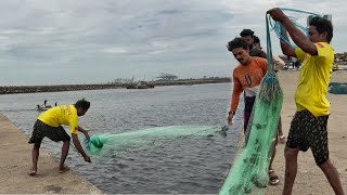 காசிமேடு துறைமுகத்தில் வீச்சுவலை வீசும் மீனவர் | Castnet fishing Kasimedu fishing Hourbar..