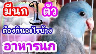 เลี้ยงนก1ตัว!ต้องมีอาหารนกอะไรบ้าง? นกแก้วฟอพัส #นกฟอพัส #อาสี่ #เริ่มเลี้ยงนก