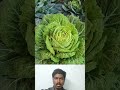 முட்ட கோஸ் அறுவடை cabbage veg 💥💥 cultivationking tropicalfruit cultivationpower food farming