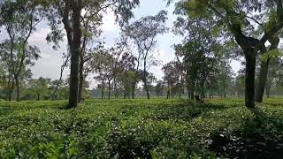 চায়ের দেশ শ্রীমঙ্গল | Beautiful Tea Garden In Bangladesh