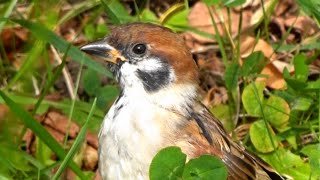 油断大敵!  すずめの日常　　Eurasian Tree Sparrow