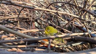 【鳥】 みかん を食べる メジロ