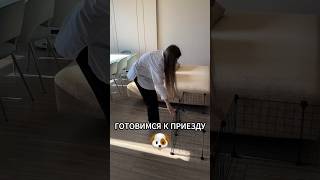 Готовимся к приезду щенка #щенок #мальтипу #щеночек #puppy #puppylife #shorts