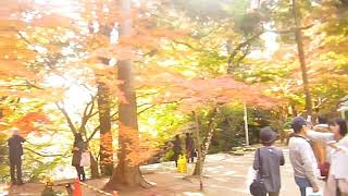 仁比山神社・紅葉