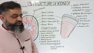 Structure of Kidney Urdu/Hindi medium @ Prof Masood fuzail | Functions of Kidney | Human Kidney