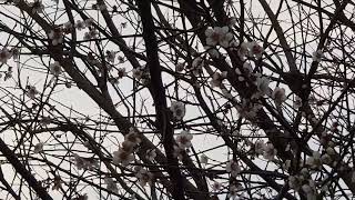 20190222 벚꽃 꿀 따먹는 동박새 A Japanese white-eye feeds on cherry blossom nectar.