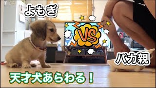 【カニンヘン】【よもぎ】#16 天才犬で間違いない❗️🐶