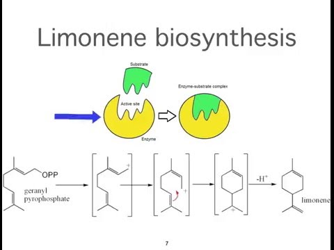What lipids are found in the essential oils of plants?