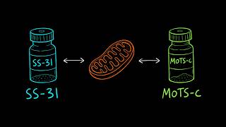 MOTS-c and SS-31 Explained: How They Work and What the Evidence Shows